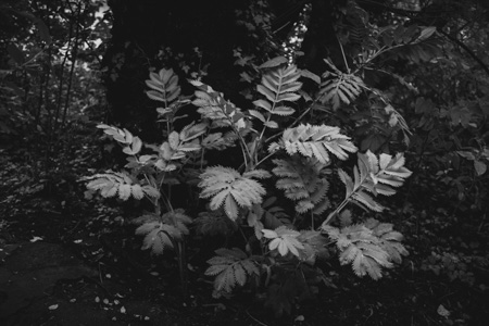 fotografia en blanco y negro del desierto de atacama